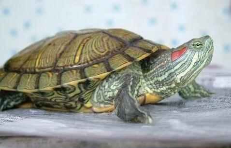 小巴西红耳龟怎么养 怎样养巴西红耳龟