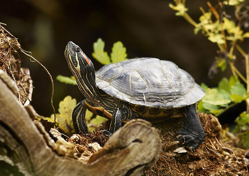 巴西红耳龟怎么看年龄
