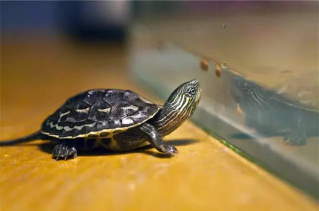 中华花龟可以在深水位吗 中华花龟深水养还是浅水养