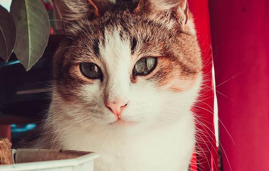 猫体内有虫的症状是什么