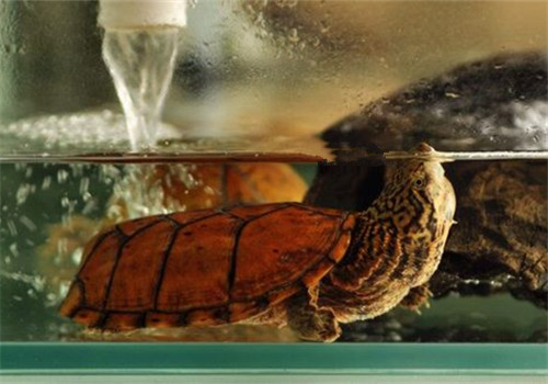 虎纹麝香龟寿命多长 虎纹麝香龟的寿命