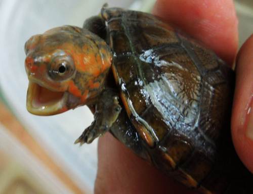 红面泥龟能长多大 红面泥龟成体多大