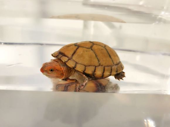 红面泥龟判断公母 红面泥龟怎么分公母