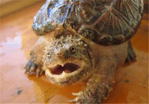 佛州拟鳄龟是保护动物吗