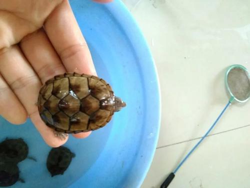 密西西比麝香龟生病有哪些症状?