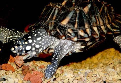 斑点池龟能冬眠吗 斑点池龟可以冬眠吗