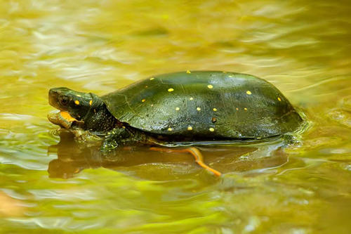 星点水龟是不是保护动物 星点水龟是国家保护动物吗