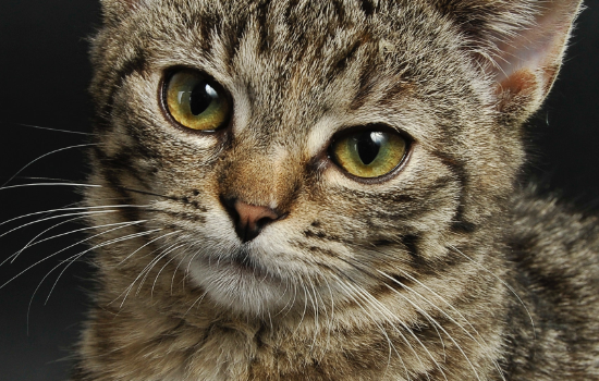 猫咪呕吐可以吃益生菌吗