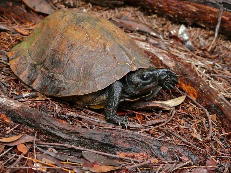 刺山龟能活多久 刺山龟能活多长时间