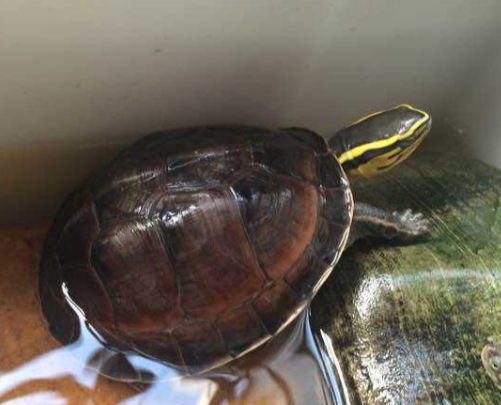 安布闭壳龟和黄缘的区别