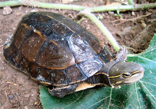 云南闭壳龟可以活多久云南闭壳龟可以活50-60年,生活