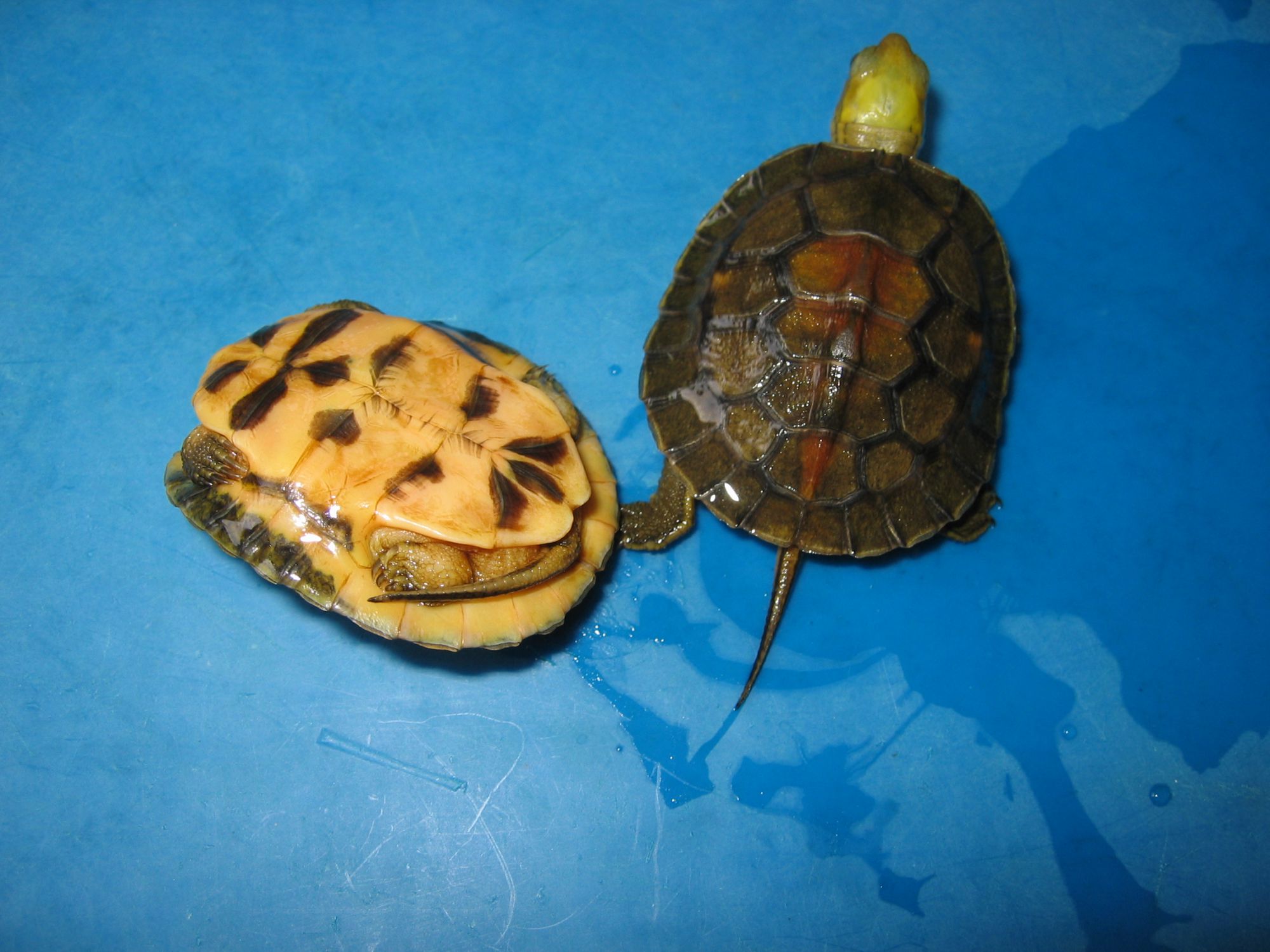金头闭壳龟跟黄缘闭壳龟有什么区别 金头闭壳龟和黄缘区别