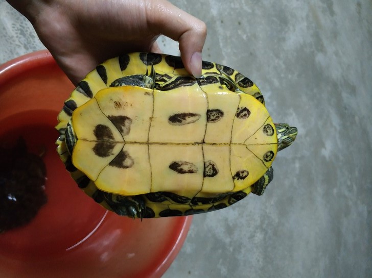 格兰德彩龟和巴西龟的区别 格兰德彩龟和巴西的区别