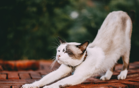 科拉特猫和蓝猫的区别