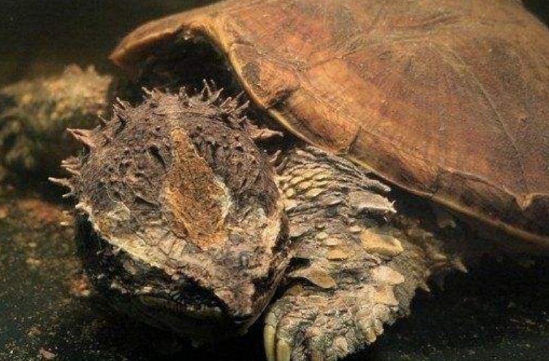 鳄龟多少度冬眠合适