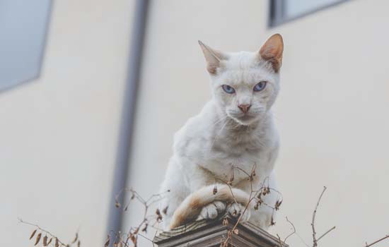 猫咪希望有个伴吗