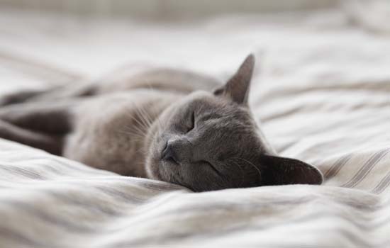狸花猫性格怎么样