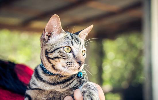 黑色鼻子的布偶猫是好坏