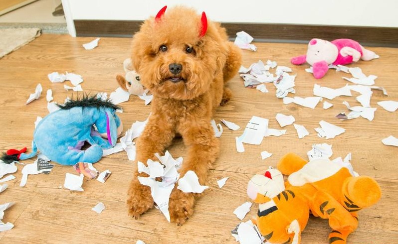 如何防止狗狗拆家给它个合适的玩具
