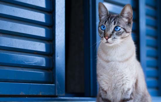 怎么分辨矮脚小猫崽