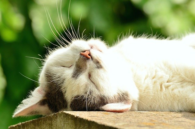 怎样才知道猫咪吃了驱虫药是有效的?