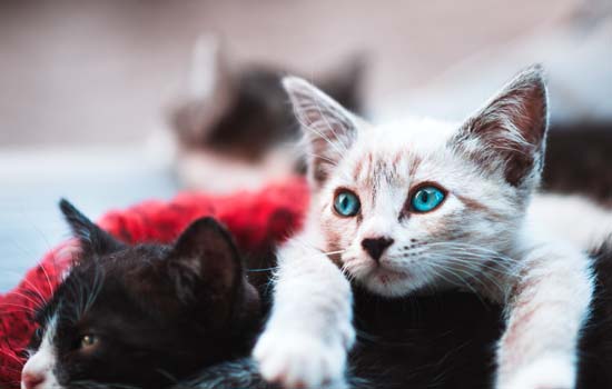 加菲猫感冒症状是什么