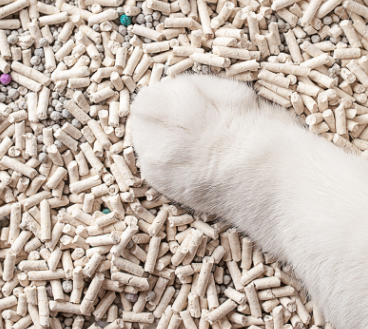 猫砂测评：猫砂种类那么多，到底该宠幸谁？