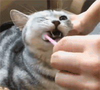 全国爱牙日：牙疼不是病，疼起来要猫命！