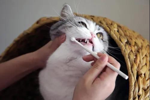 全国爱牙日：牙疼不是病，疼起来要猫命！