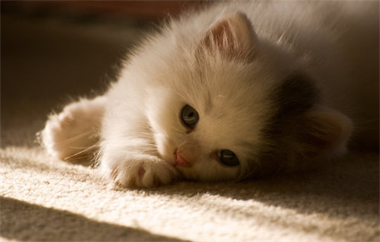 ​两个月的幼猫夏天能睡地板吗