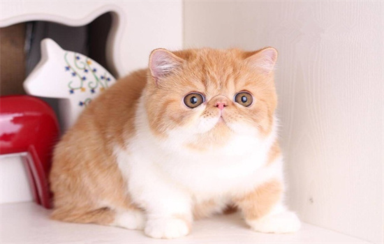 加菲猫是长毛猫还是短毛猫