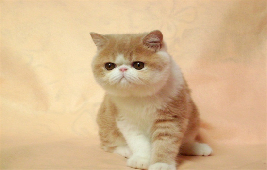 加菲猫缺点和优点