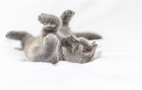 猫咪一岁半相当于人多少岁