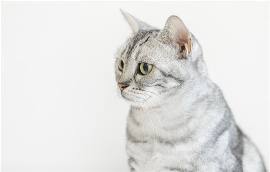 猫咪眼药水可以和人用的一样吗?