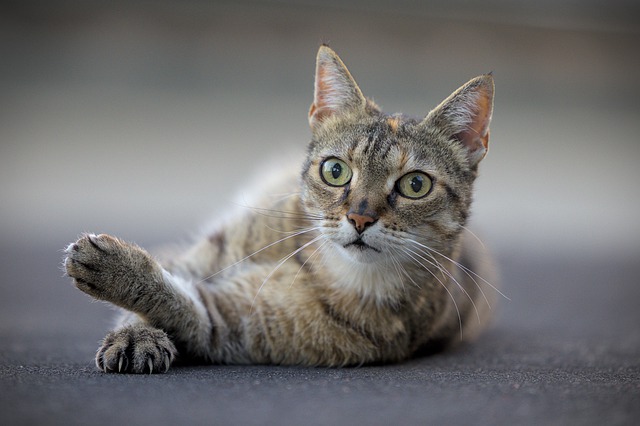 猫有泪痕是什么原因怎么处理