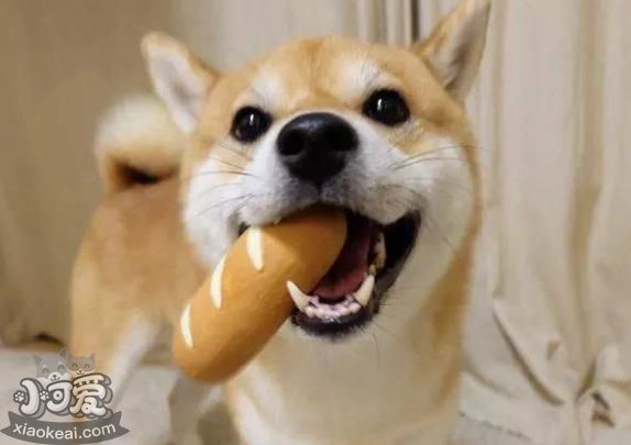 不用怀疑,只有健康的狗狗才有这些表现!