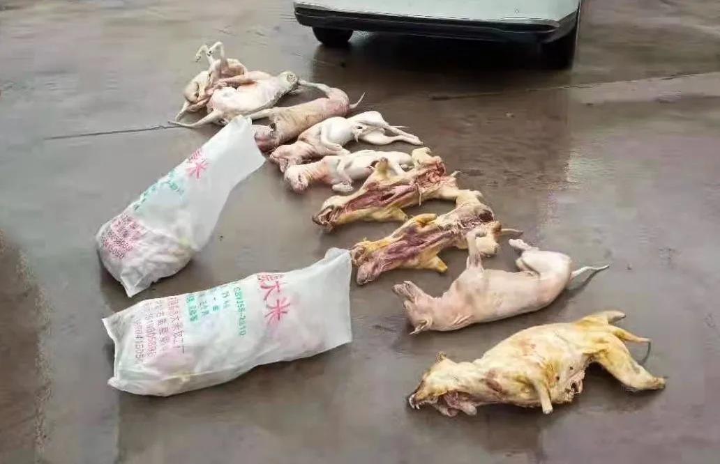 偷狗、杀狗、卖狗...四川泸州这个犯罪团伙已落网！