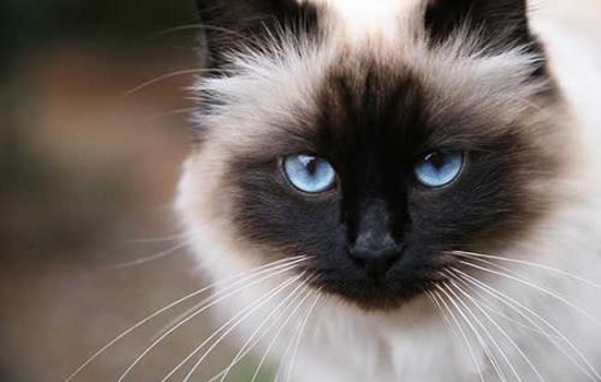 英短蓝猫多大算成年猫