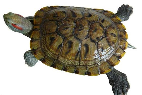 小乌龟吃多少粒龟粮