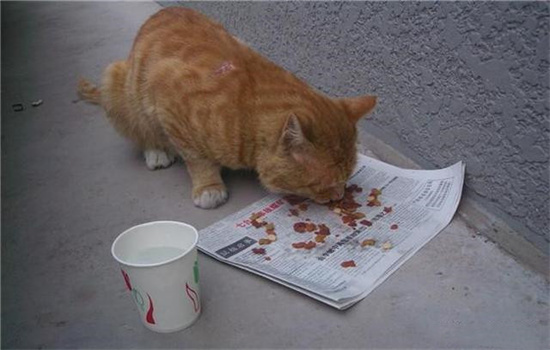 流浪猫带回家要做什么检查