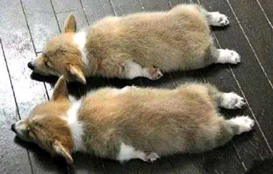 狗吐血了,应该怎么办呢?