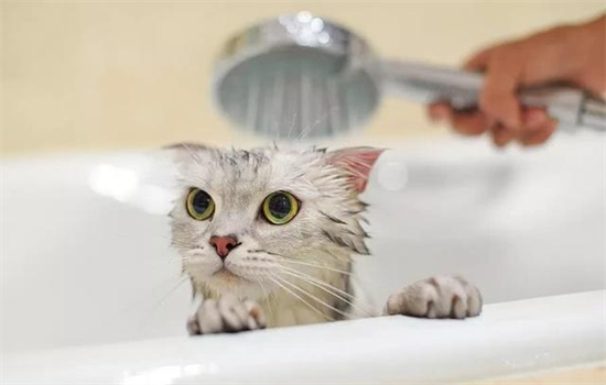 ​给猫洗澡的技巧