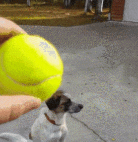 还在给狗玩球？赶紧扔了！