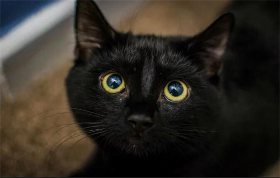 ​纯黑的黑猫是什么品种