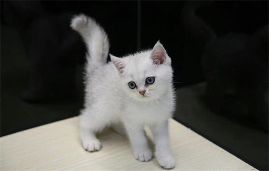 ​白色加灰色的猫