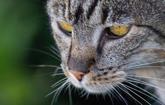 猫的瞳孔放大或缩小说明了什么