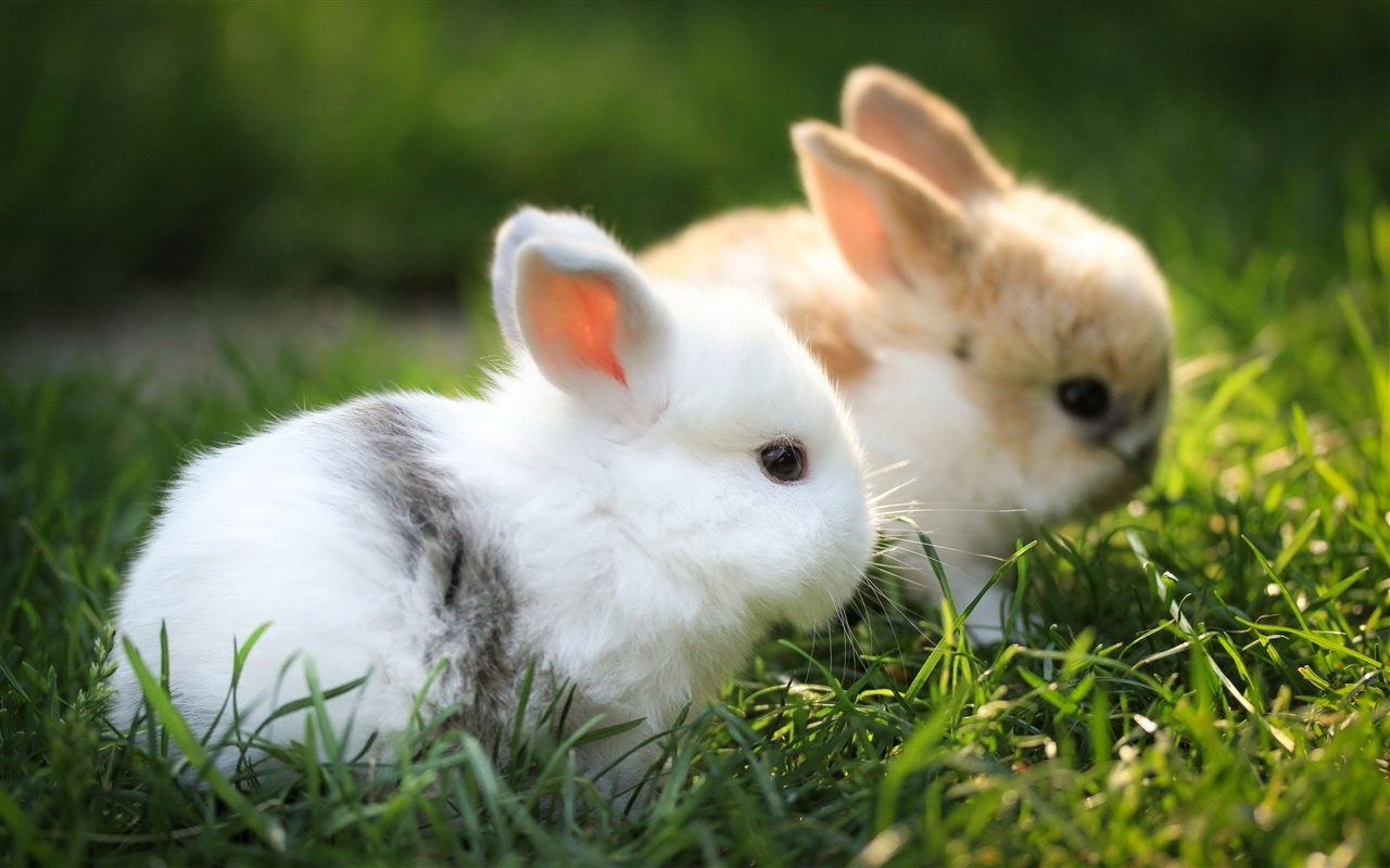 兔子有趣的特点有哪些