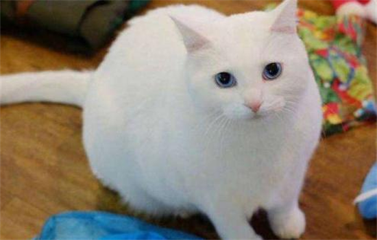 ?全白的貓是什么貓