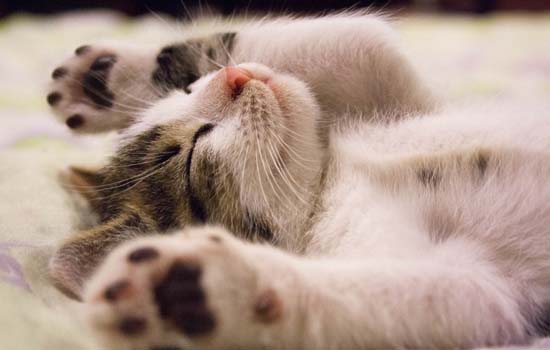 猫晚上可以睡空调房吗