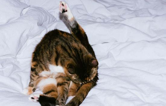 猫咪喜欢和主人一起睡代表什么